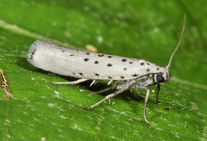 3 Yponomeutidae - Yponomeuta sedella